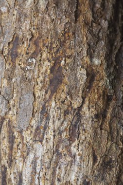 Ağaç kabuğu yapısının ve doku kalıplarının görüntüsünü kapat.