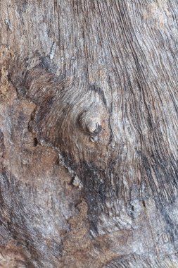 Ağaç kabuğu yapısının ve doku kalıplarının görüntüsünü kapat.