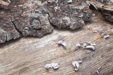 Ağaç kabuğu yapısının ve doku kalıplarının görüntüsünü kapat.