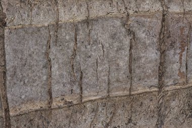 Ağaç kabuğu yapısının ve doku kalıplarının görüntüsünü kapat.