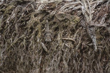 Ağaç kabuğu yapısının ve doku kalıplarının görüntüsünü kapat.