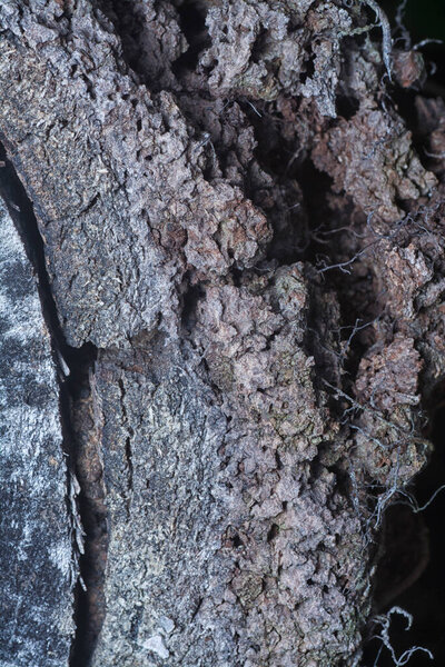 Close up shot image of the tree bark structure and texture patterns.