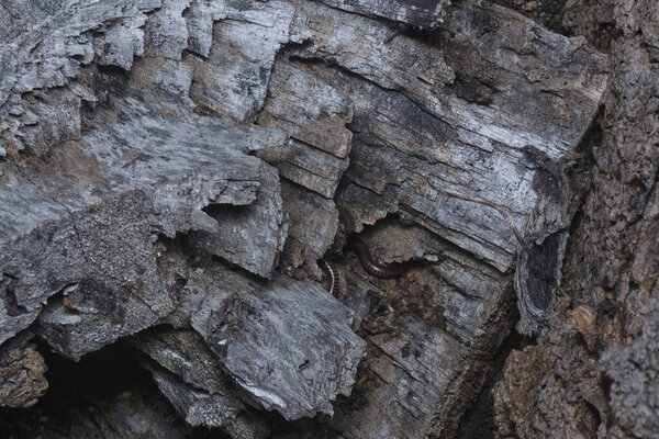 Close up shot image of the tree bark structure and texture patterns.