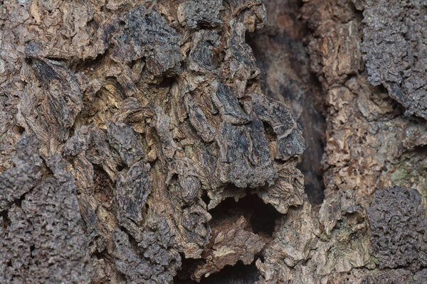 Close up shot image of the tree bark structure and texture patterns.