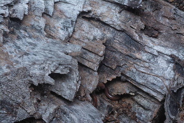 Close up shot image of the tree bark structure and texture patterns.