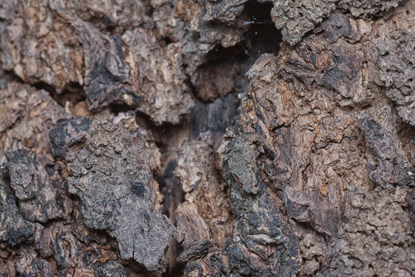 Close up shot image of the tree bark structure and texture patterns.