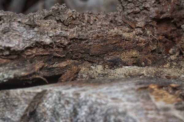 Close up shot image of the tree bark structure and texture patterns.
