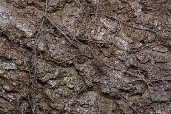 Close up shot image of the tree bark structure and texture patterns.