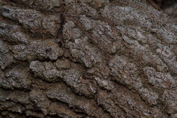 Close up shot image of the tree bark structure and texture patterns.