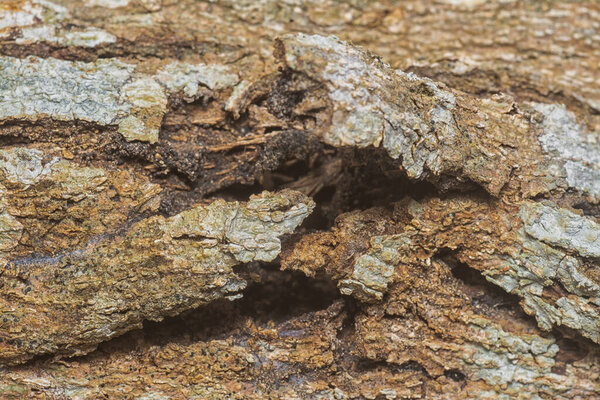 Close up shot image of the tree bark structure and texture patterns.
