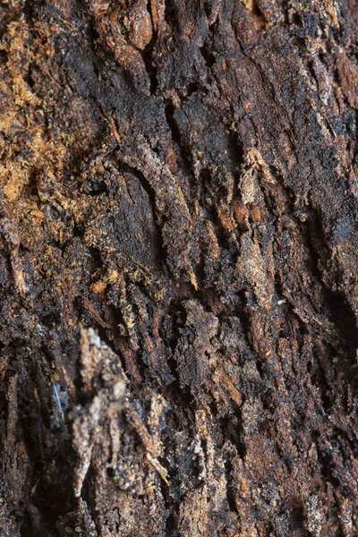 Close up shot image of the tree bark structure and texture patterns.