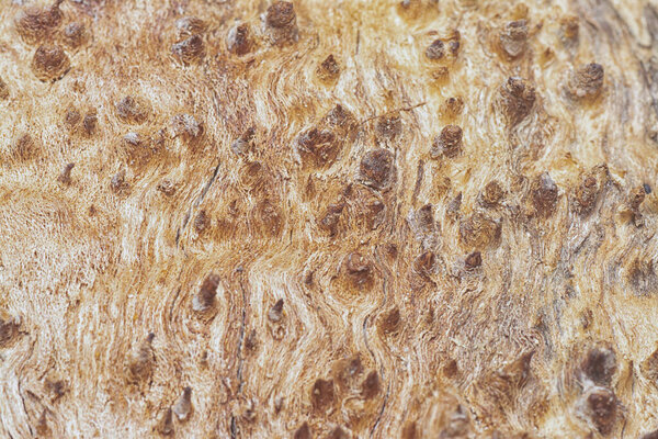 Close up shot image of the tree bark structure and texture patterns.