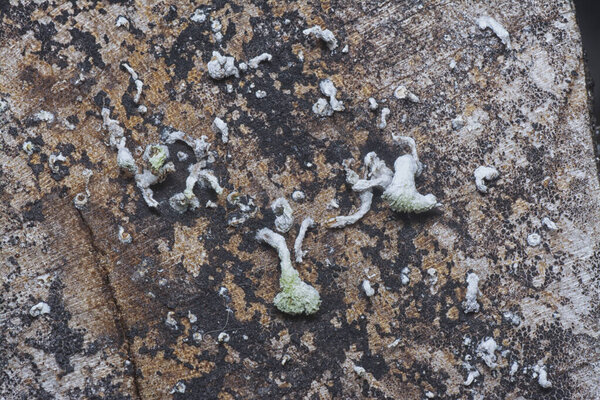 Close up shot image of the tree bark structure and texture patterns.
