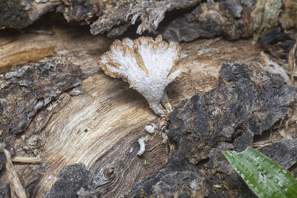 Close up shot image of the tree bark structure and texture patterns.