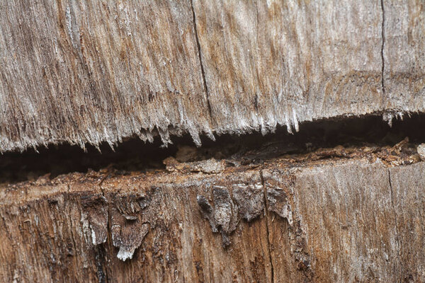 Close up shot image of the tree bark structure and texture patterns.