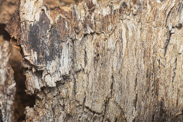 Close up shot image of the tree bark structure and texture patterns.