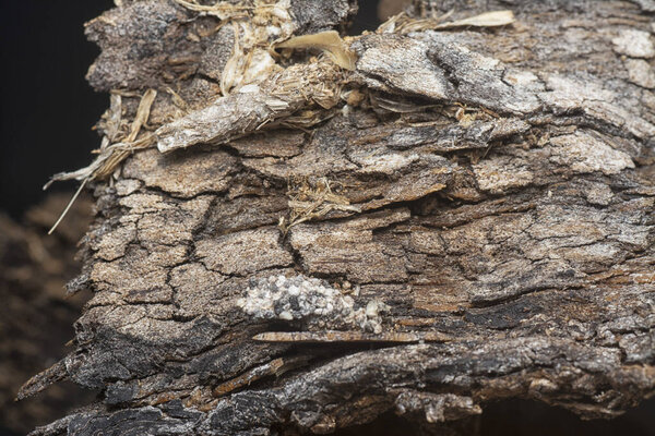 Close up shot image of the tree bark structure and texture patterns.