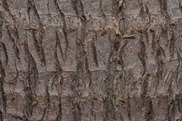 Close up shot image of the tree bark structure and texture patterns.