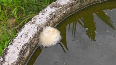 Balon kurbağa yumurtaları beton silindirik kuyunun kenarında köpük yapıyor..