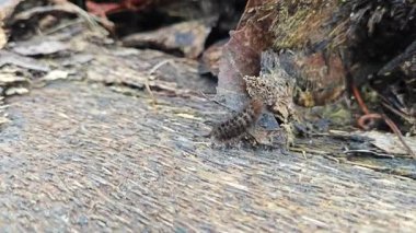 Kahverengi kıllı tırtıl çürüyen odunların yüzeyinde sürünüyor..