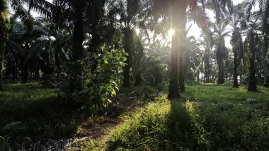 Parlak güneş ışığı uzak fidanlıktaki yapraklı palmiye ağaçlarının arasından parıldıyor..