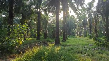 Parlak güneş ışığı uzak fidanlıktaki yapraklı palmiye ağaçlarının arasından parıldıyor..