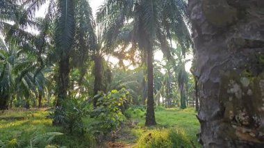 Parlak güneş ışığı uzak fidanlıktaki yapraklı palmiye ağaçlarının arasından parıldıyor..