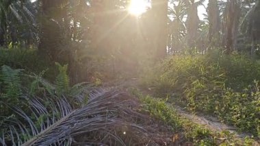 Parlak güneş ışığı uzak fidanlıktaki yapraklı palmiye ağaçlarının arasından parıldıyor..