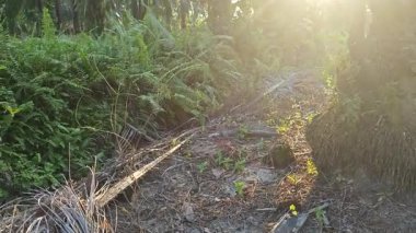 Parlak güneş ışığı uzak fidanlıktaki yapraklı palmiye ağaçlarının arasından parıldıyor..