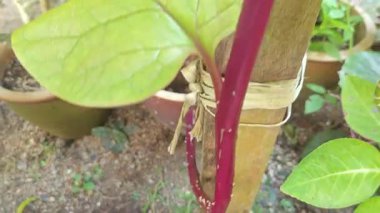 Tropikal asma yetiştirilen bahçe yenilebilir bazella alba ıspanak bitkisi.