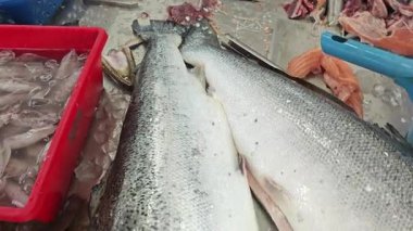Yeni kesilmiş taze Atlantik somon balığı sahnesi..