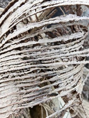 Kurumuş ve çürümüş palmiye ağacı gövdesinin yakın plan görüntüsü. Arazi tahribatından sonra arazide kalan ahşap dokusu ve desen..