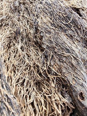 Kurumuş ve çürümüş palmiye ağacı gövdesinin yakın plan görüntüsü. Arazi tahribatından sonra arazide kalan ahşap dokusu ve desen..