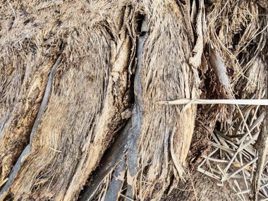 Kurumuş ve çürümüş palmiye ağacı gövdesinin yakın plan görüntüsü. Arazi tahribatından sonra arazide kalan ahşap dokusu ve desen..