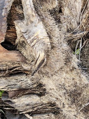Kurumuş ve çürümüş palmiye ağacı gövdesinin yakın plan görüntüsü. Arazi tahribatından sonra arazide kalan ahşap dokusu ve desen..