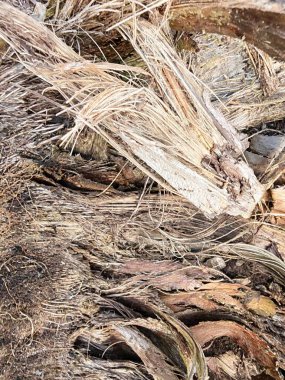 Kurumuş ve çürümüş palmiye ağacı gövdesinin yakın plan görüntüsü. Arazi tahribatından sonra arazide kalan ahşap dokusu ve desen..