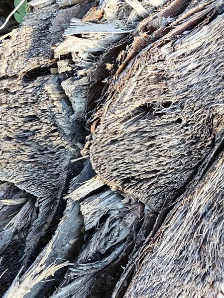 Kurumuş ve çürümüş palmiye ağacı gövdesinin yakın plan görüntüsü. Arazi tahribatından sonra arazide kalan ahşap dokusu ve desen..