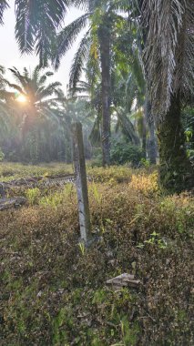 Güneş ışığı uzak plantasyondaki yapraklı palmiye ağaçlarının arasından ışıldıyor..