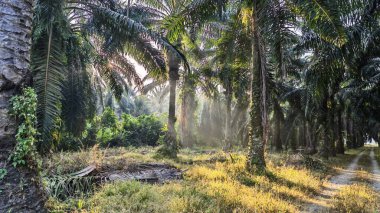 Güneş ışığı uzak plantasyondaki yapraklı palmiye ağaçlarının arasından ışıldıyor..