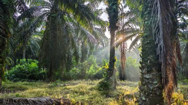 Güneş ışığı uzak plantasyondaki yapraklı palmiye ağaçlarının arasından ışıldıyor..