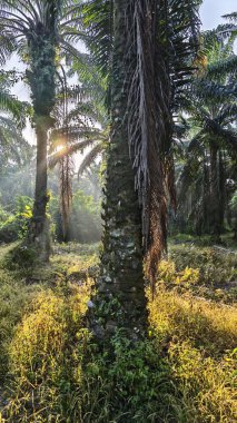 Güneş ışığı uzak plantasyondaki yapraklı palmiye ağaçlarının arasından ışıldıyor..