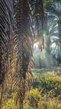 Güneş ışığı uzak plantasyondaki yapraklı palmiye ağaçlarının arasından ışıldıyor..
