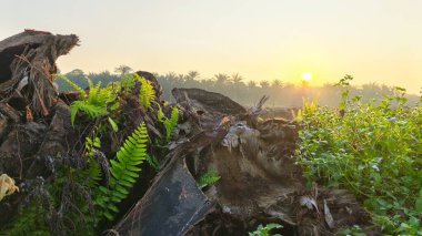 Huzurlu kırsal alanda sabahın erken saatlerinde gökyüzü ve ön planda bitki örtüsü..
