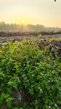 Huzurlu kırsal alanda sabahın erken saatlerinde gökyüzü ve ön planda bitki örtüsü..