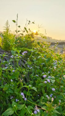 Huzurlu kırsal alanda sabahın erken saatlerinde gökyüzü ve ön planda bitki örtüsü..