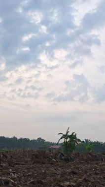 Huzurlu kırsal alanda sabahın erken saatlerinde gökyüzü ve ön planda bitki örtüsü..