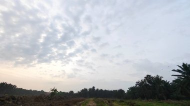 Huzurlu kırsal alanda sabahın erken saatlerinde gökyüzü ve ön planda bitki örtüsü..