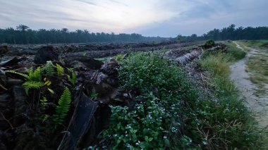 Huzurlu kırsal alanda sabahın erken saatlerinde gökyüzü ve ön planda bitki örtüsü..