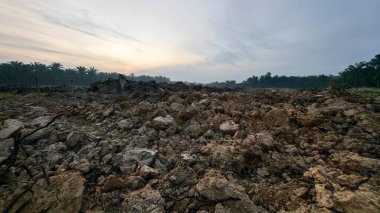 Huzurlu kırsal alanda sabahın erken saatlerinde gökyüzü ve ön planda bitki örtüsü..
