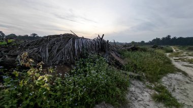 Huzurlu kırsal alanda sabahın erken saatlerinde gökyüzü ve ön planda bitki örtüsü..